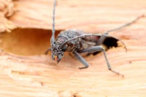 Insectes xylophages et vice caché en immobilier